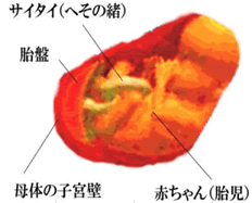 へその緒