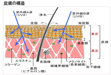 Epidermis