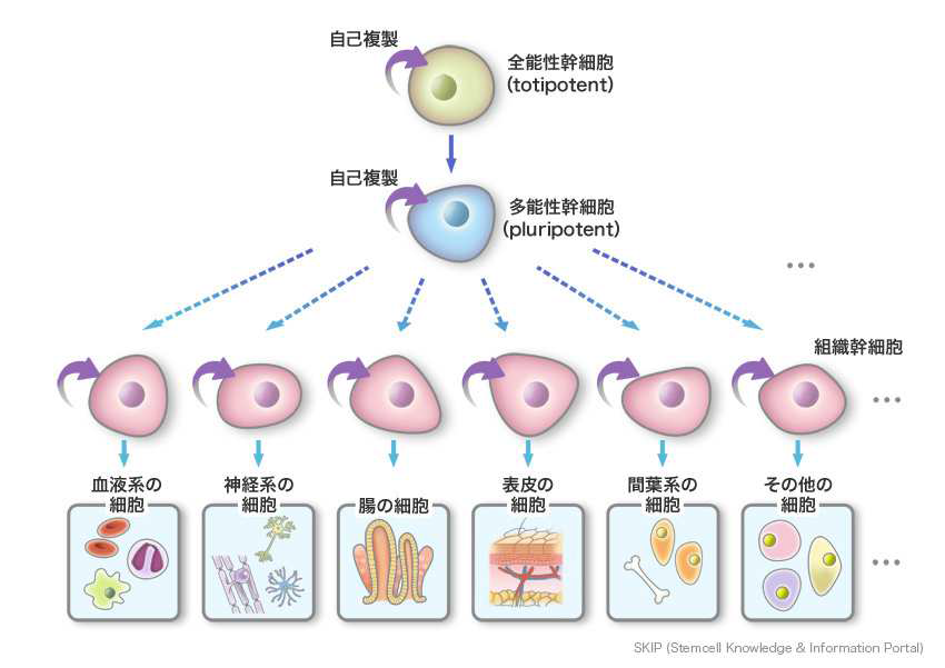 Stem cell supernatant media treatment